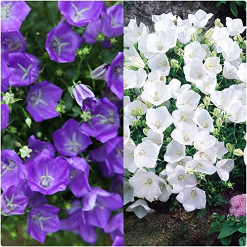 Campanula Clips Mix Blue and White x 6 Plug Plants Hardy Perennial for Potting on