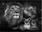 SHEGZHUC Diamond Painting Löwe und Löwin 40x50cm Diamond Painting König der Löwen Malen nach Zahlen Erwachsene Tiere Diamant Painting Löwe Baby Perlenbilder Diamond Painting Löwe Schwarz Weiß Kinder