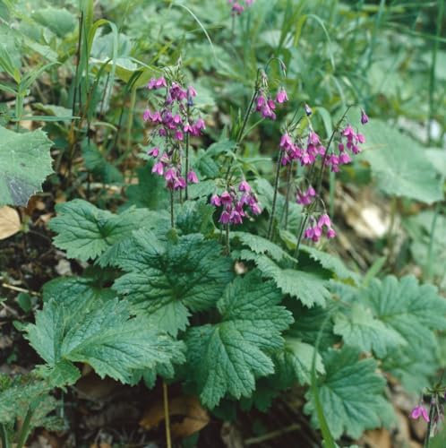 Cortusa matthioli ca. 9x9 cm Topf - Alpenveilchen-Primel, rosa Blüten, Blütezeit April-Juni, ideal für schattige Standorte, pflegeleicht und winterhart