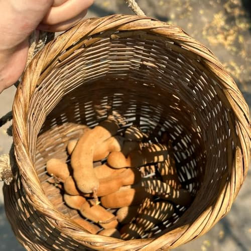 20 pcs bonsai samen tamarinde frisches obst topfpflanzen draußen winterhart Tamarindensamen - Tamarindus indica - bäume kaufen nachhaltige geschenke für frauen seltene pflanzen pflanzen