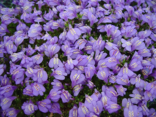 3 x Mazus reptans (Winterhart/Staude/Bodendecker/Mehrjährig/Stauden) Lippenmäulchen - Eine farbenfrohe Grundlage für kreative Gartengestaltung - Trittfest - von Stauden Gänge