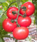 Tomate Rosamunde F1, Fleischtomate Tomatensamen Profisaatgut original aus Quedlinburg