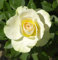 Kletterrose Vanilla 30-60cm - Gartenpflanze