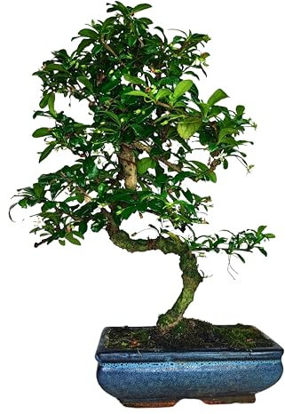 I GIARDINI DI GIULIA - Bonsai Carmona S-Shape | Foglie Lucide Verde Scuro | Fioritura e Fruttificazione | Facile Cura | Piante Vere da Interno, Tronco Marrone Foglie Verdi, L, Biologico