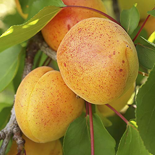 You Garden - Apricot 'Early Moorpark' Bare-Root Tree - Grow Your Own Fruit Tree in Gardens UK - Bare Root Apricot Tree for Gardens