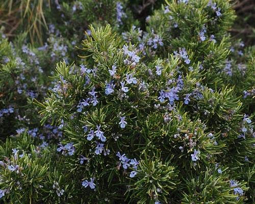Rosmarin officinalis 6 Stück winterharte Aroma-Staude Heckenpflanze Bodendecker T9x9