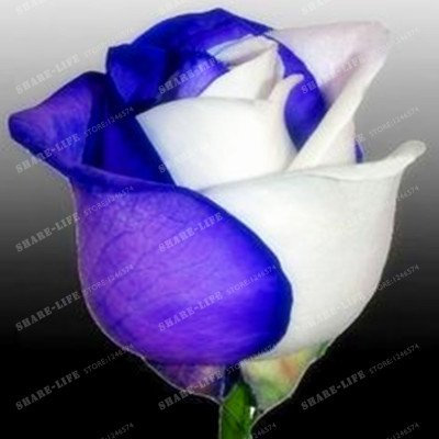 100 Partikel Rare Blau Rosa chinensis Schöne Blumensamen Strauchrose Blumensamen Scent Of Tea Balkon Bonsai Pflanzengarten 2