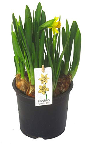 Narzissus pseudonarzissus - Narzissen/Osterglocken - Tête à Tête kleinblumig 12 cm Topf