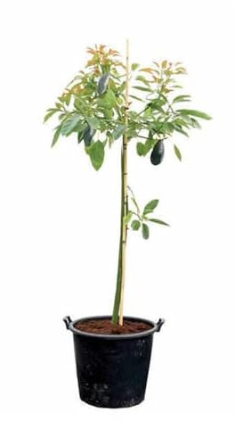 Planta de Aguacate - Árbol Natural - Persea Americana - Árbol Aguacatero