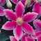 Clematis Rhizome,Clematis Rhizome, Winterhart Zwiebeln,Winterhart MehrjäHrig, Geringer Wartungsaufwand Clematis Winterhart MehrjäHrig Pflanze Blumenzwiebeln MehrjäHrig Winterhart,-6zwiebeln-H