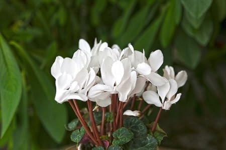 Alpenveilchen-Blumensamen 100 Stück weiß