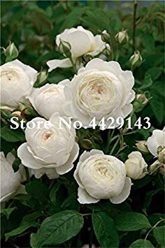 Shopvise 50Pcs 0 Pcs Kletterrose Samen gemischt mit weißer Rand, Zweifarb Samen Blumensamen für Heim & Garten Samen Outdoor-Garten-Blumen-: 50Pcs
