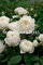 Shopvise 50Pcs 0 Pcs Kletterrose Samen gemischt mit weißer Rand, Zweifarb Samen Blumensamen für Heim & Garten Samen Outdoor-Garten-Blumen-: 50Pcs