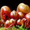 schlauchpflanze sarracenia purpurea samen sukkulenten samen mischung, garten blumen schlauch fleischfressende pflanzen samen gartendeko für draußen, balkonpflanzen blumenwiese samen 500pcs
