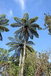 Cyathea medullaris | Árbol de helecho negro | 100_Seeds