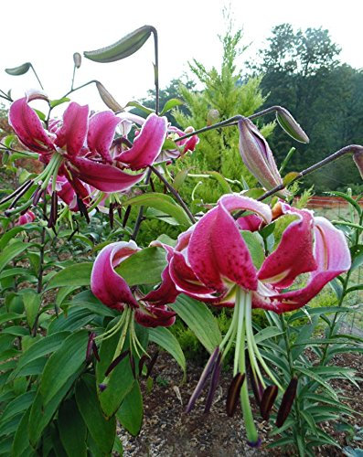 Garthwaite Nurseries: - UK Stockist : - Black Beauty Oriental Trumpet Lily Giant (Tree Lily) Highly Fragrant Black-Stemmed Garden Summer Perennial (3)