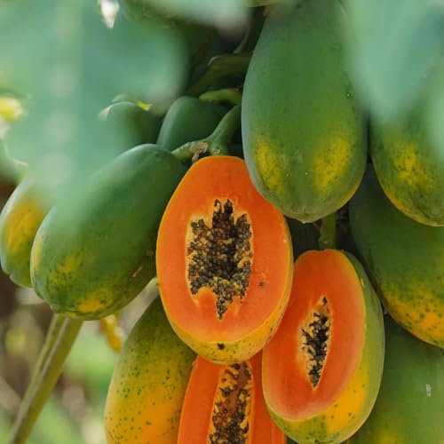 5 pcs indianerbanane samen stauden paw paw baum samen Garten geschenke obstbäume kaufen säulenobst winterhart pflanzen samen säulenobst saatgut samen samen anzucht stauden winterhart