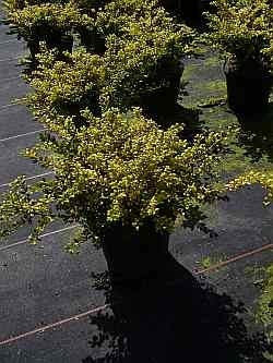 Ilex crenata Golden Glory - Berg-Ilex Golden Glory - Gelbe Berg-Stechpalme -