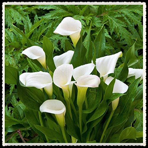Calla-Lilienzwiebel, winterhart, grünblättrig, seltene Arten, Dekorationen, geheimer Garten, Weihnachtsgeschenke, mehrjährig, Pflanzen, duftend, Luft reinigend, 30 Samen, Bianca