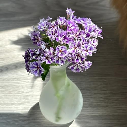Phlox samen, hochbeete für garten,Dekorative Pflanzen pflanzensamen,bienenfreundlich,dekopflanzen bodendecker winterhart mehrjährig,garten pflanzen bonsai samen,fensterbank deko,blumen 250pcs