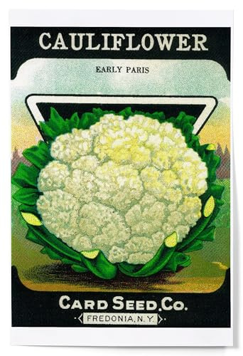 Lantern Press Cauliflower Seed Packet (12x18 Art Print, Travel Poster Wall Decor)