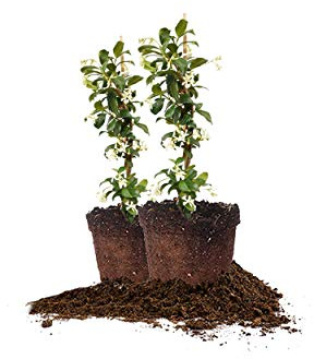 Perfect Plants Confederate Jasmine Live Plant, 1 Gallon Pot - 2 Pack, Includes Care Guide