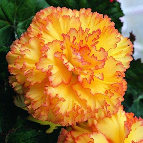 Haloppe 50 Unids Begonia Flores Semillas de Plantas para la Plantación de Jardín en Casa, Hermosas Semillas de Flores de Begonia Jardín en Casa Patio Maceta Bonsai Decoración