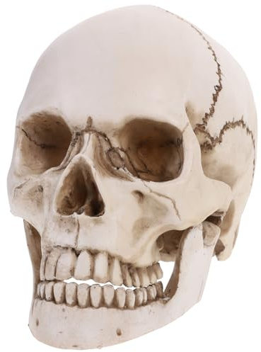 OUNONA Lifesize 1:1 Menschliches Schädelmodell Aus Harz Für Medizinische Anatomie Lehre Halloween Deko Und Party Tischdekoration