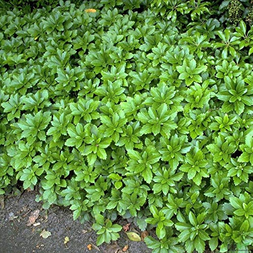 Pachysandra terminalis Dickmännchen Schattengrün Bodendecker winterhart im Topf 3-5 Triebe (50)