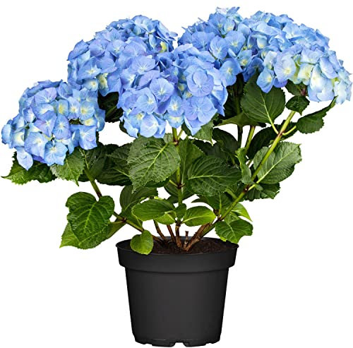 DECOALIVE Hydrangea Planta Natural Hortensia con Flores Azules