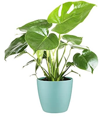 Carbeth Plants Monstera Cheese Plant - Includes Mint Indoor Pot