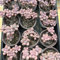 semi succulenti - piante decorative semi di piante aiuole rialzate per giardino resistenti all'esterno resistenti in vaso letto di erbe aromatiche bonsai decorazione del balcone 20pcs