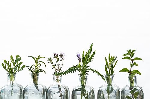Queence | Küchen Spritzschutz Kräuter in Gläsern 80x50x0,3 cm | Küchenrückwand | Alu-DiBond | Fliesenschutz für den Herd und Spüle | Küchenfliesen | Fliesenspiegel | Rückwand