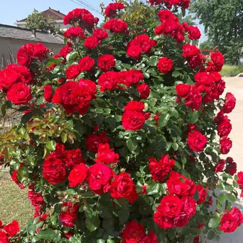 Semillas resistentes de rosas trepadoras comprar de flores plantas perennes resistentes cubierta vegetal resistente de rápido crecimiento de rosas, plantas de seto 180pcs