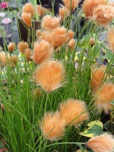 Lincolnshire Pond Plants Ltd - Aquatic Pond Plants Eriophorum russeoleum - Marginal Pond Plants - MBP036-1ltr Potted
