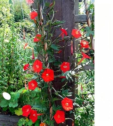 Morning Glory Mix Cypress Vine 55 Seeds + Plant tag + Freebie - Climbing Flower - Ipomoea Quamoclit