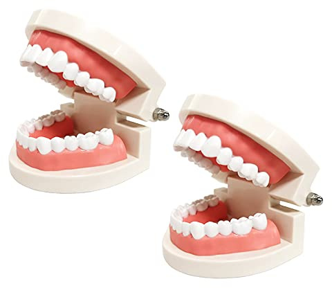 2 Pack Standard Teeth Models, YOUYA DENTAL Kids Dental Teaching Study Supplies Adult Standard Typodont Demonstration Teeth Model(Without Wisdom Teeth)
