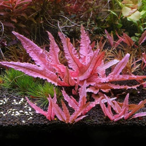 Cryptocoryne Wendtii Flamingo (Small) in Vitro Aquarium Live Plants Tropical Aquascaping Vitro Rare Pink Aquatic Plant Shrimp Safe