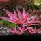Cryptocoryne Wendtii Flamingo (Small) in Vitro Aquarium Live Plants Tropical Aquascaping Vitro Rare Pink Aquatic Plant Shrimp Safe