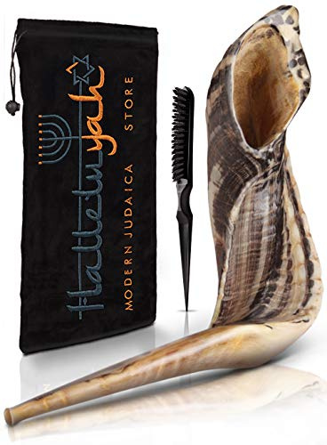 Ram Shofar From Israel 12 - 14: Kosher Odorless Horn | Smooth Mouthpiece for Easy Blowing | Includes Velvet Bag, Clean Brush and Guide - Made in Israel By HalleluYAH