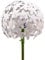 finehomegarden Gartenstecker Allium | 20x20cm groß | weiß | Gartendeko | Rankhilfe | Metall