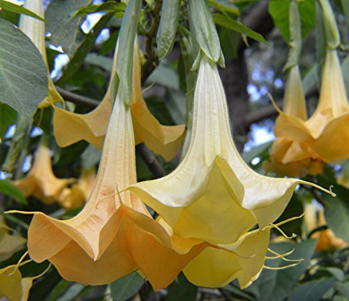 Portal Cool Brugmansia Aurea | Arancione Glory | Tromba | 20_Seeds