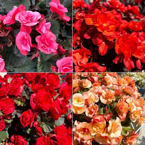Begonie 'Solenia®' Farbe zufällig, Topf-Ø 12cm, 3er-Set