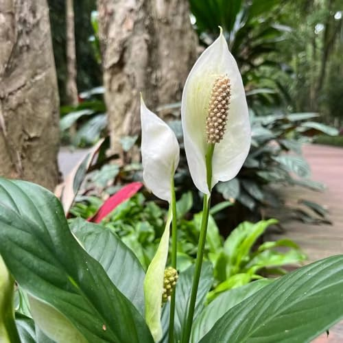 Semi di Spatifillo - d'appartamento purificatrici d'aria Giglio pace, per giardinieri ufficio decorative prodotti sostenibili semi di arredamento del 200pcs