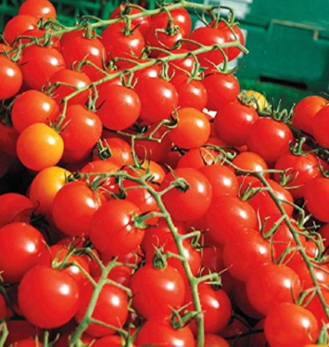 Portal Cool Samen Paket: 10 - Samen: Sweet Million F1 Hybrid Tomatensamen - produziert über 500 Kirschtomaten!