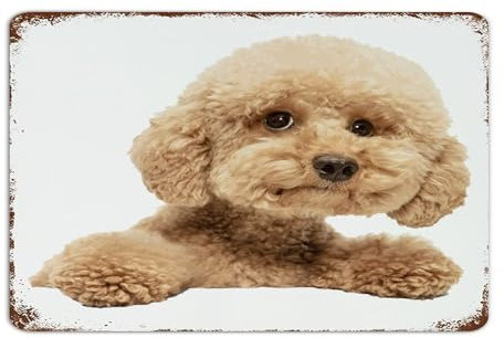 Maltipoo Hund Personalisierte Metallschilder Land Schlafzimmer Wohnzimmer Schilder Geschenk für Hund Mutter Zimmer Dekor für Männer Aluminium Metallschild für Business Haustür Zaun 30,5 x 45,7 cm