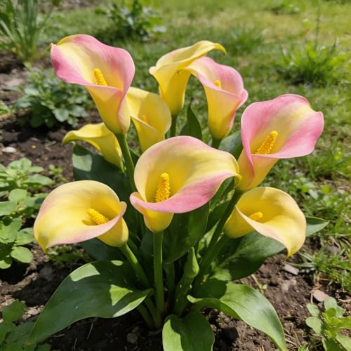 calla lilien - balkonpflanzen deko topfpflanzen topfblumen blühwiese mehrjährig blumenzwiebeln frühblüher winterharte garten balkonblumen blumenwiese blumenzwiebel 6zwiebeln