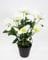Christrosenbusch 36cm weiß im Topf PM Kunstblumen künstliche Christrose Blumen Kunstblumen