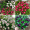 Bodendecker Winterhart Mehrjährig Immergrün Samen, Catharanthus Roseus, Seltene Pflanzen Serie, Mix Danke Geschenk Blumensamen Saat Blumen Kräutergarten Geschenk Zimmerbonsai Bonsai 100 Stück