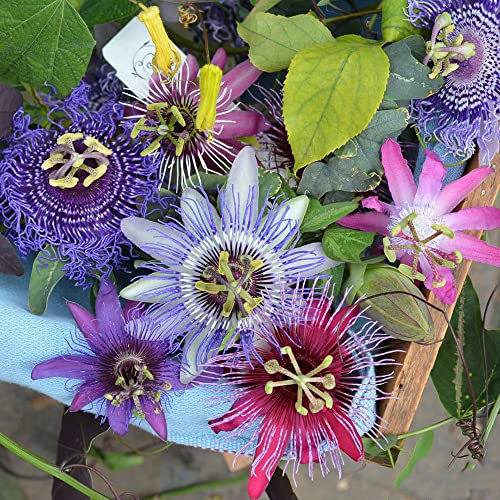 Passionsblume Samen Winterhart - Passiflora Caerulea - Blumenwiese Samen Gewächshaus Balkon Winterfeste Pflanzen Für Garten Bonsai Samen Wildblumensamen 150 Stück